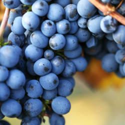 Grappolo di Pinot Noir